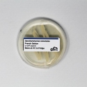 E-04a - GFP yeast agar plate