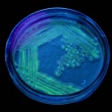 Cultured GFP Yeast under UV