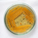 β-Carotene Yeast agar plate