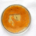 β-Carotene Yeast agar plate