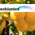 Citrus  aroma and flavour β-bisabolene made by E-14a Citrus / β-bisabolene  Bacteria